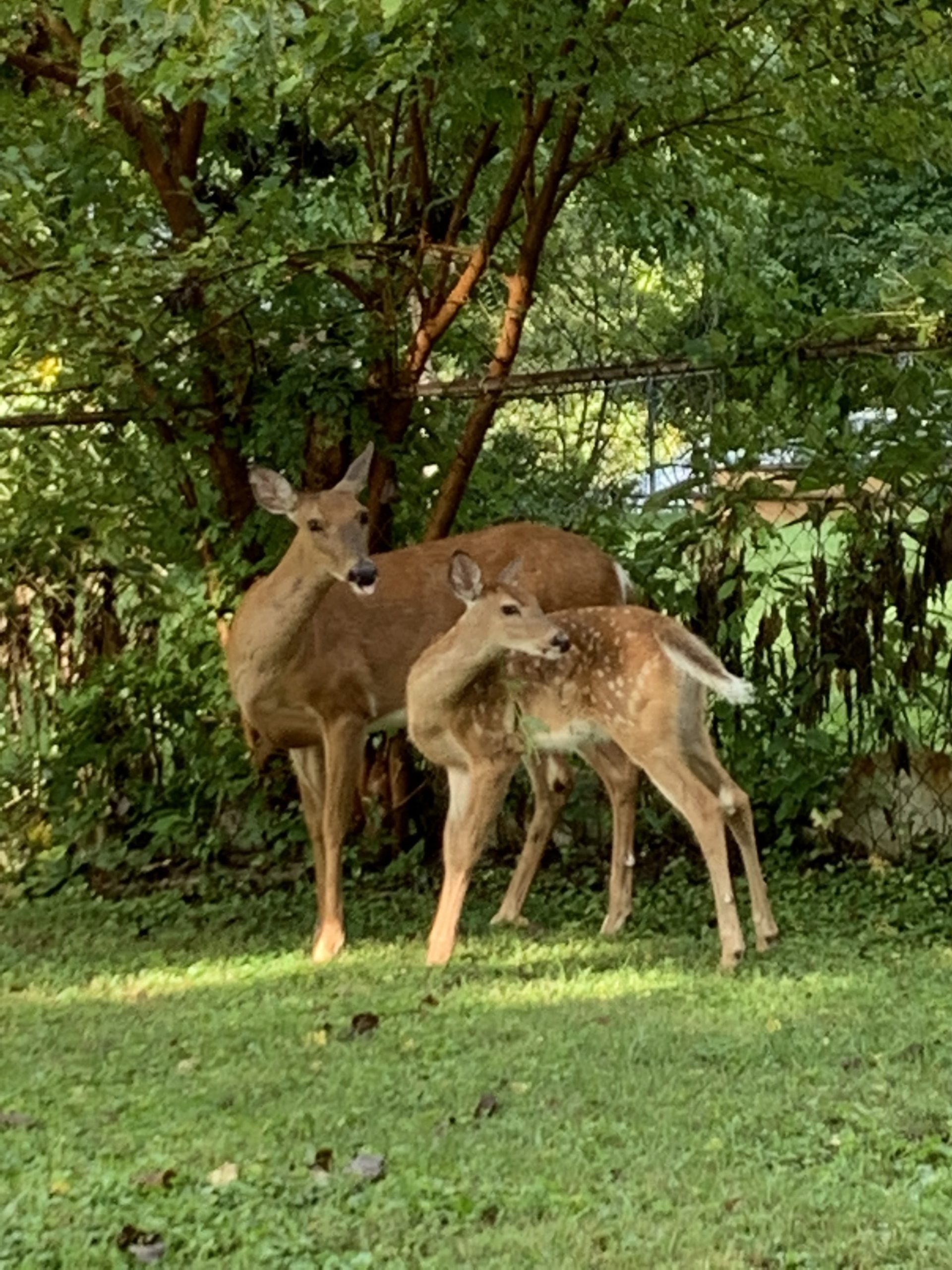 mama deer and baby looking at something